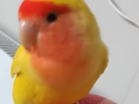 Sevda papağanı çok sevecen