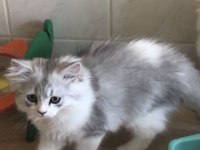 British Longhair Dişi ve Erkek Yavrular
