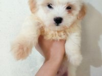 2 AYLIK MALTİPOO