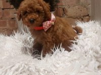 BAKIMLI SAĞLIKLI DİŞİ POODLE BEBEK