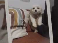 2 aylık yeni yavru terrier