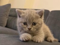 Dünyalar güzeli scottish fold kızımız yuvasını arıyor