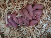 HAZIR SYRİAN HAMSTER YAVRULARIM MEVCUT