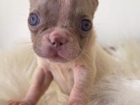 RENKLi GÖZLÜ ÖZEL MİCRO BOY FRENCH BULLDOG