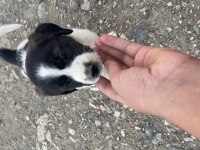 Ücretsiz 2 Aylık Border Collie Ve Pointer Yavrusu