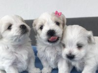A kalite maltese yavrular