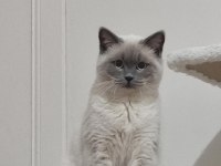 British shorthair kedimiz
