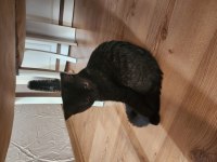 2 aylık yavru british longhair siyah