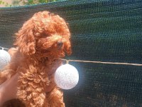 Ev ortamında toy poodle yavrular