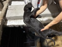 Cane Corso Blue Safkan