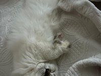 British longhair