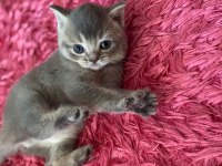 3 ADET BRİTİSH SHORTHAİR KIZLARIMIZ YENİ YUVALARINI ARIYOR