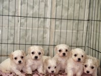 Birbirinden Tatlı Maltipoo bebekler