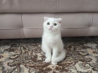Scottish Fold Dişi Yavrumuz