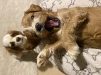 ORJİNAL CAVAPOO YAVRULARIMIZ