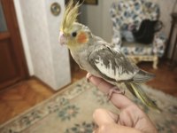 3 aylık sultan papaganı erkek