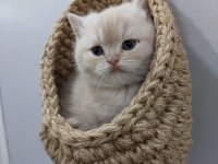 Exotic shorthair yavrumuz yeni evini arıyor