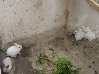 Beyaz tavşanlar yuvalarını bekliyor