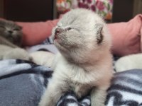 Scottish fold blue point yavrular