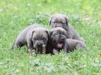 Heybetli Irk Garantili Cane Corso Yavrular