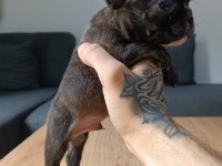 A+ Kalite FRENCH BULLDOG yavrularımız