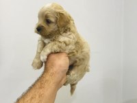 Kore Maltipoo yavrularım