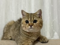 5 Aylık Dişi British Shorthair
