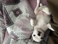 French Bulldog 45 günlük erkek