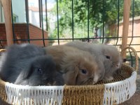 Hollanda teddy lop tavşanı yavrular