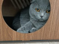 1 yaşında erkek eğitimli safkan scottish fold