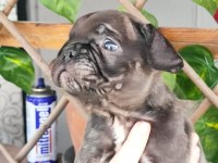 45 günlük French bulldog yavru