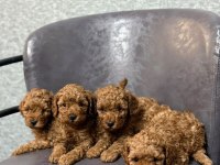 Toy poodle bebeklerimiz