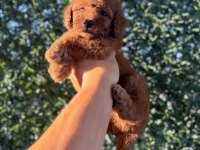 Dişi kore kan poodle yavrumuz