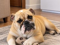 Görünüşüyle Hayran Bırakan İngiliz Bulldog