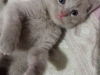 British Shorthair Bebekler - Erkek ve Dişi