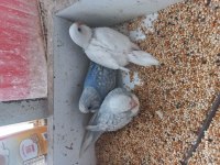 Yavru Muhabbet Kuşlar Yer Bafra