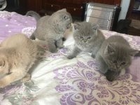 Scottish fold ve straight