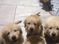 A++ Kalite Golden Retriever Yavrular