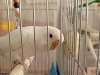 1 TAKIM EŞLİ MUHABBET KUŞU