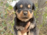 A kalite Rottweiler Yavrular