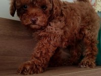 En Güzelinden Poodle Bebeklerimiz Hazır