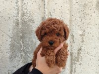 Tatlı toy poodle bebeklerim