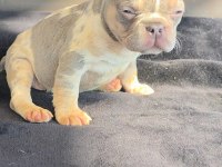 French Bulldog Köpeğimiz Dişi
