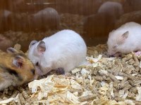 Hamsterlar Geldi