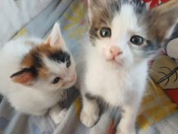 YAVRU ERKEK KEDİMİZ