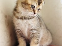 Birbirinden sevimli scottish fold yavrular