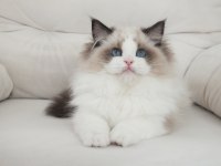 Full şecereli ragdoll yavruları