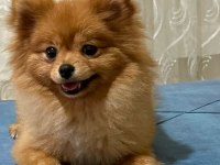 7 aylık dişi pomeranian