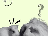 Ginepig Limon ve Turşu için sevgi dolu bir yuva arıyoruz
