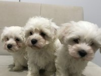 Safkan Dişi Erkek Maltese Terrier Yavrular